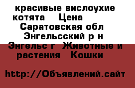 красивые вислоухие котята. › Цена ­ 2 500 - Саратовская обл., Энгельсский р-н, Энгельс г. Животные и растения » Кошки   